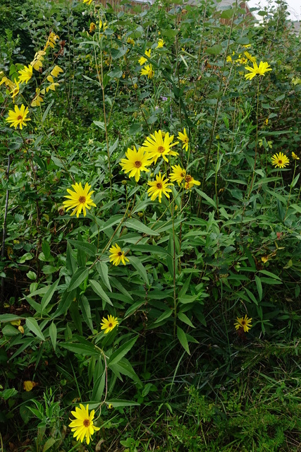 Helianthus laetiflorus - plants