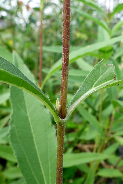 Helianthus laetiflorus - stem