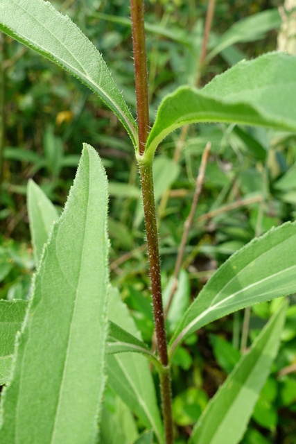 Helianthus laetiflorus - stem