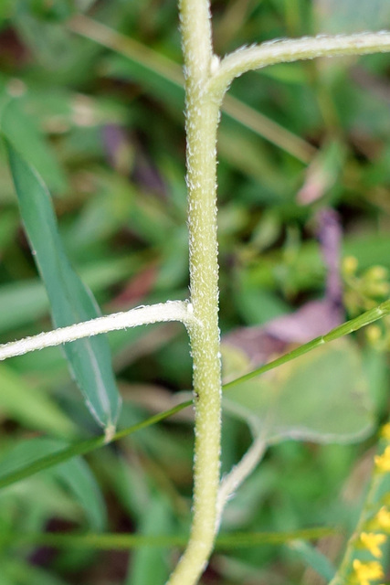 Helianthus laetiflorus - stem