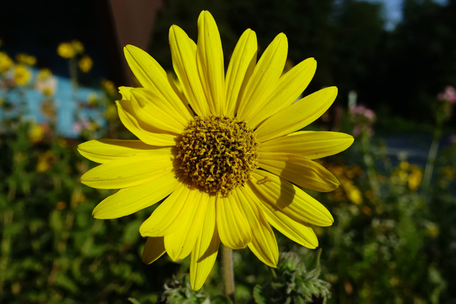 Helianthus mollis