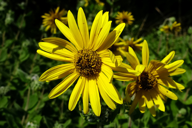 Helianthus mollis