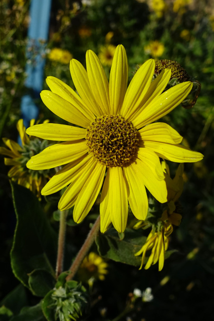 Helianthus mollis