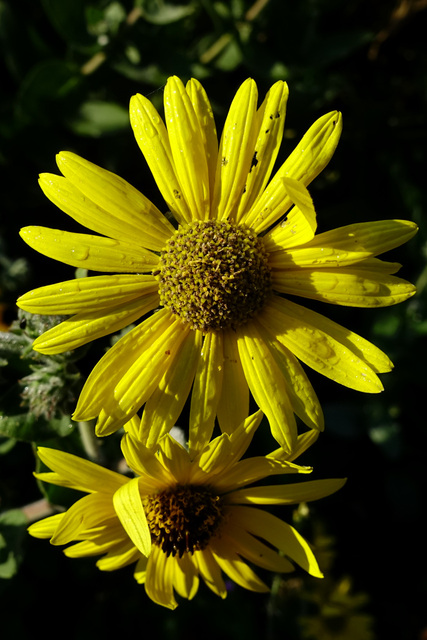 Helianthus mollis