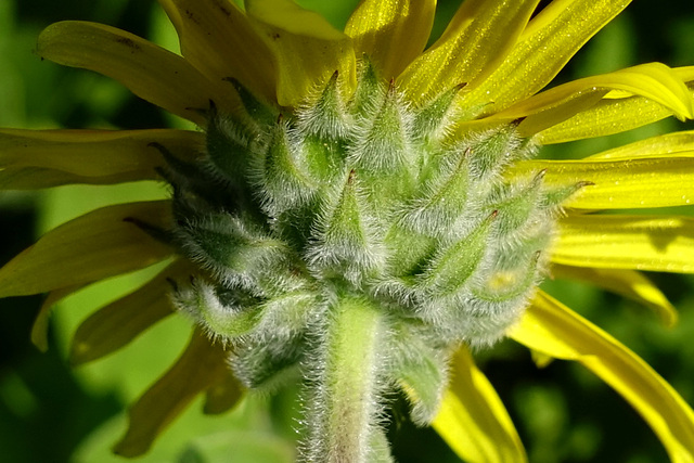 Helianthus mollis - involucral bracts