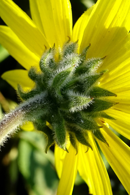 Helianthus mollis - involucral bracts