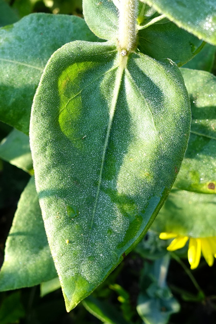 Helianthus mollis - leaves