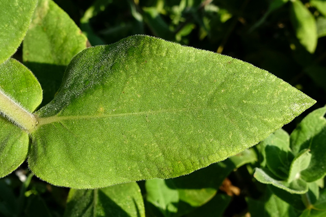 Helianthus mollis - leaves