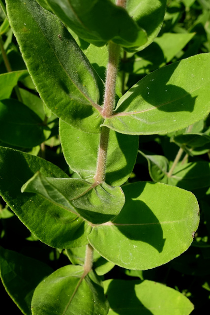 Helianthus mollis - stem