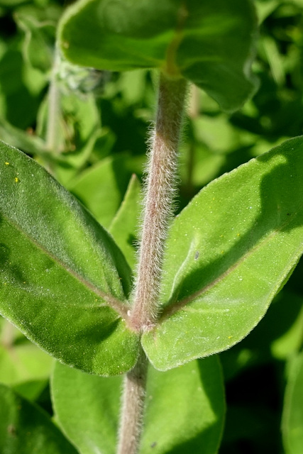 Helianthus mollis - stem