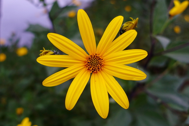 Helianthus tuberosus