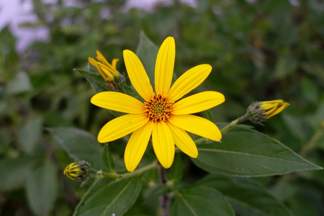 Helianthus tuberosus