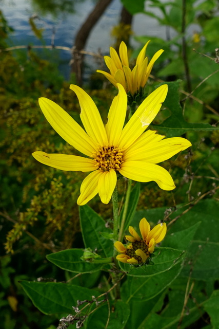 Helianthus tuberosus