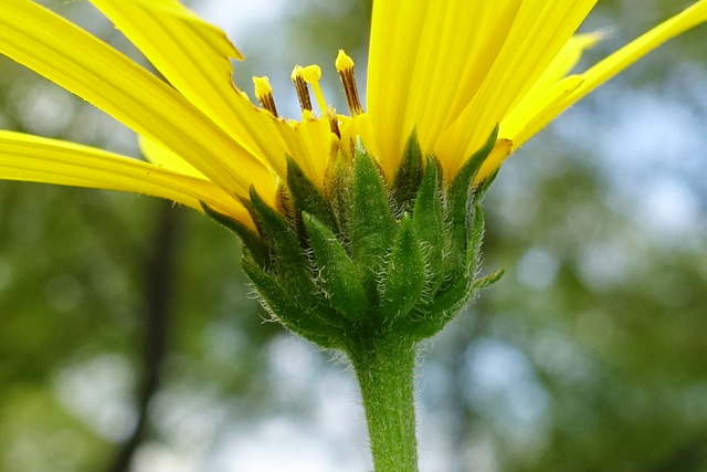 Helianthus tuberosus - involucral bracts