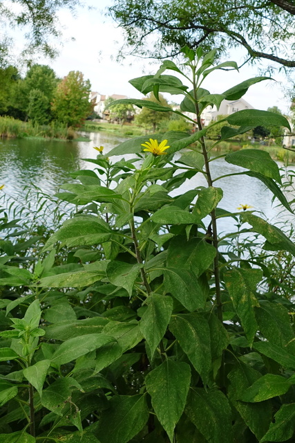 Helianthus tuberosus - plants