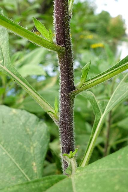 Helianthus tuberosus - stem