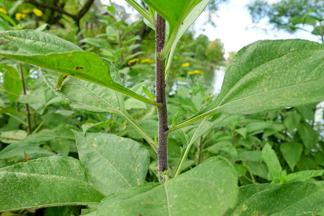 Helianthus tuberosus - stem