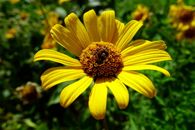 Heliopsis helianthoides