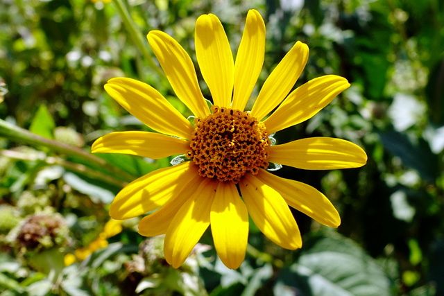 Heliopsis helianthoides