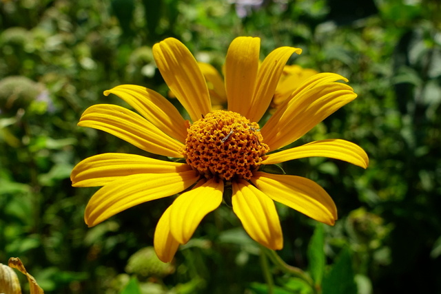 Heliopsis helianthoides