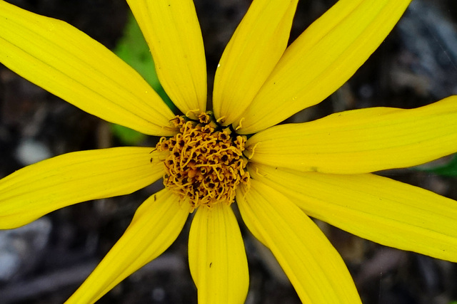 Heliopsis helianthoides