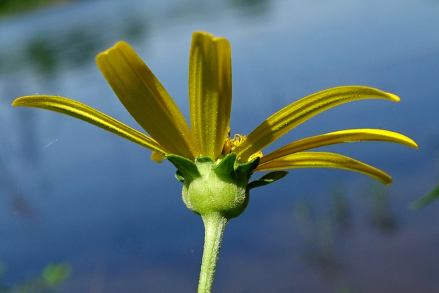 Heliopsis helianthoides