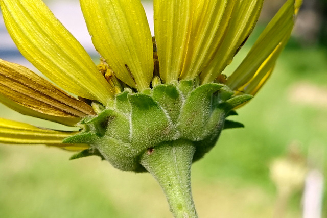 Heliopsis helianthoides - involucral bracts