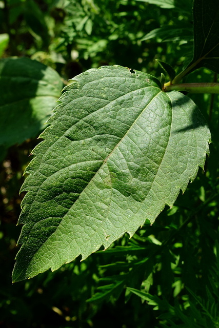 Heliopsis helianthoides - leaves