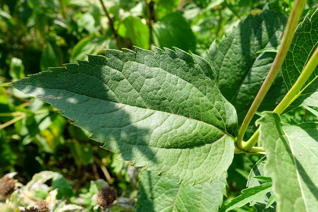 Heliopsis helianthoides - leaves