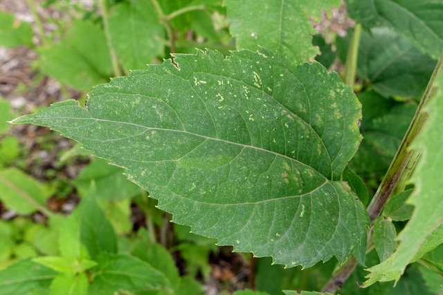 Heliopsis helianthoides - leaves