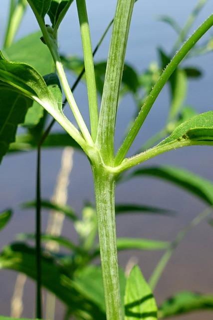 Heliopsis helianthoides - stem