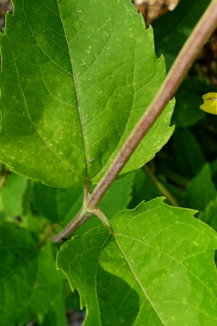 Heliopsis helianthoides - stem