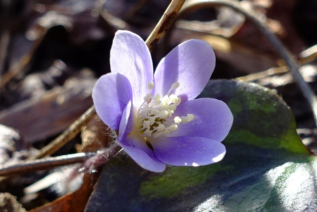 Hepatica americana