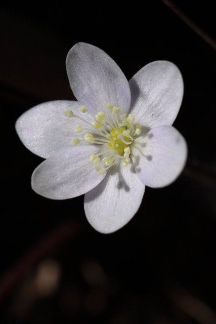 Hepatica americana