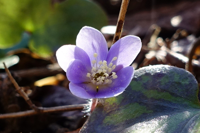 Hepatica americana