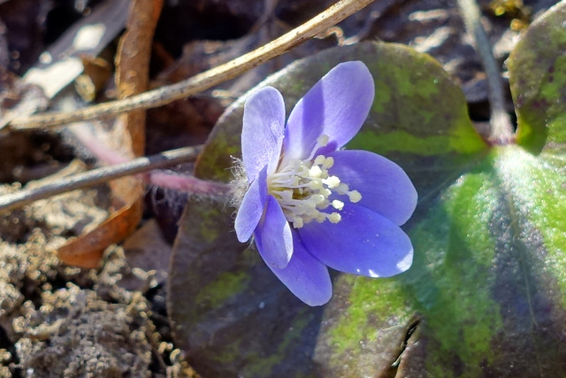 Hepatica americana