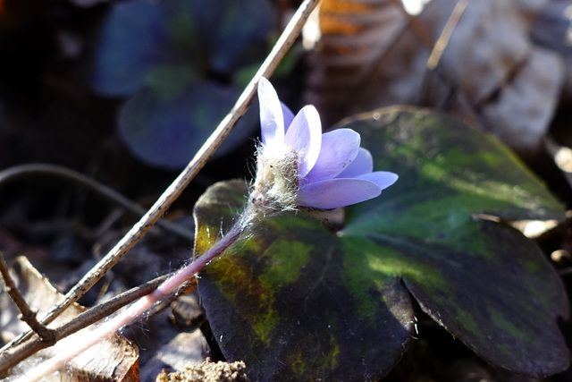 Hepatica americana