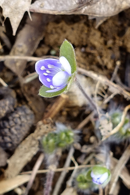 Hepatica americana