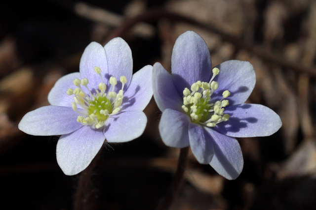 Hepatica americana