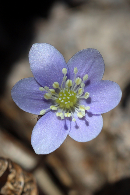 Hepatica americana