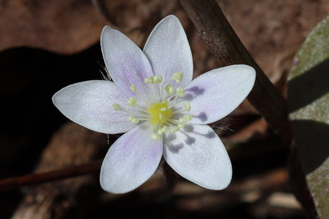 Hepatica americana