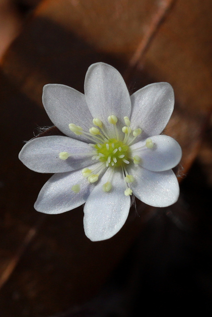 Hepatica americana