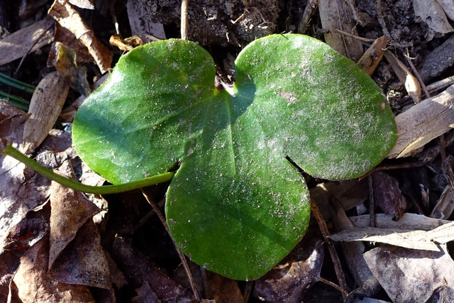 Hepatica americana - leaves