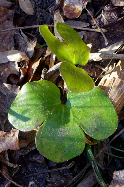 Hepatica americana - leaves