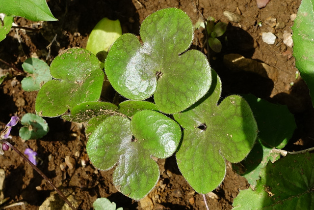 Hepatica americana - leaves