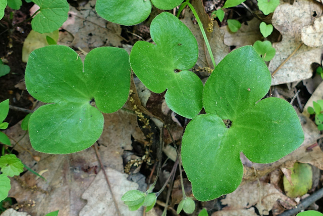 Hepatica americana - leaves