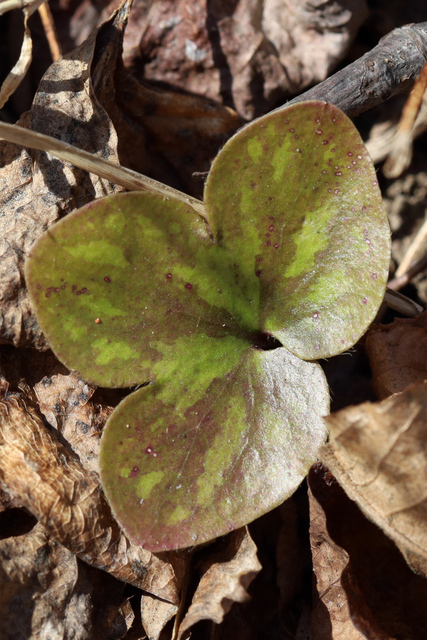 Hepatica americana - leaves