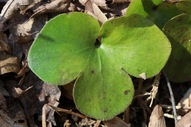 Hepatica americana - leaves