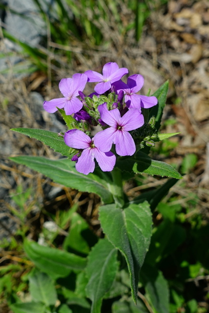 Hesperis matronalis