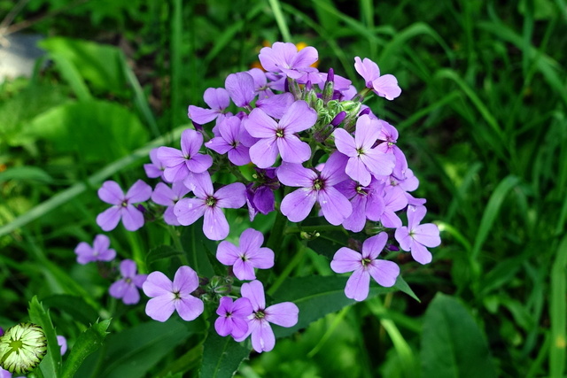 Hesperis matronalis